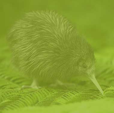 Kiwi de la nouvelle-zélande